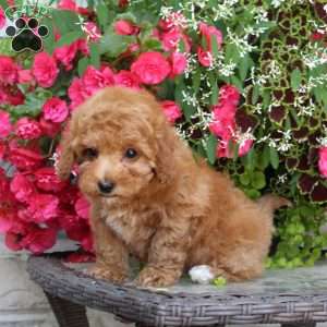 Knobbie, Bich-Poo Puppy